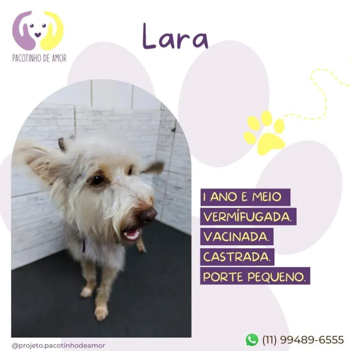 Cachorro raça SRD-ViraLata idade 1 ano nome Lara