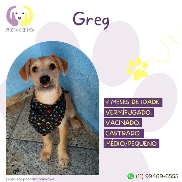 Cachorro raça SRD-ViraLata idade 2 a 6 meses nome Greg