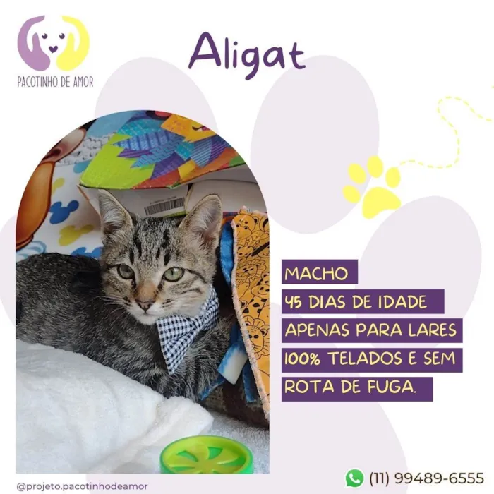 Gato raça SRD-ViraLata idade 2 a 6 meses nome Aligat