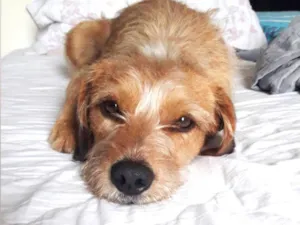 Cachorro raça SRD-ViraLata idade 2 anos nome Pingo