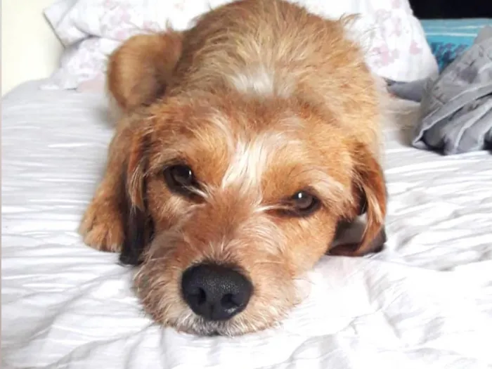 Cachorro raça SRD-ViraLata idade 2 anos nome Pingo