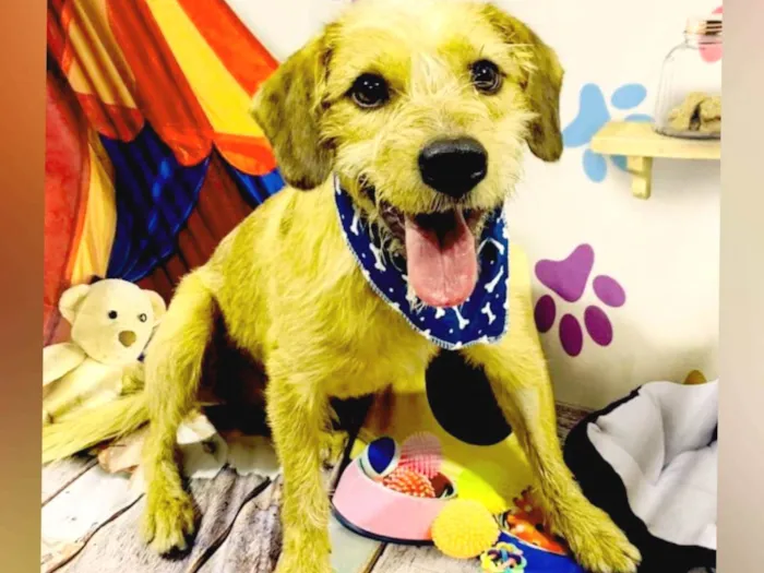 Cachorro raça SRD-ViraLata idade 2 anos nome Pingo