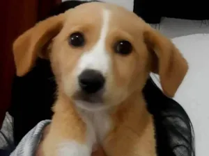 Cachorro raça SRD-ViraLata idade 2 a 6 meses nome Mel