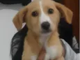 Mel
