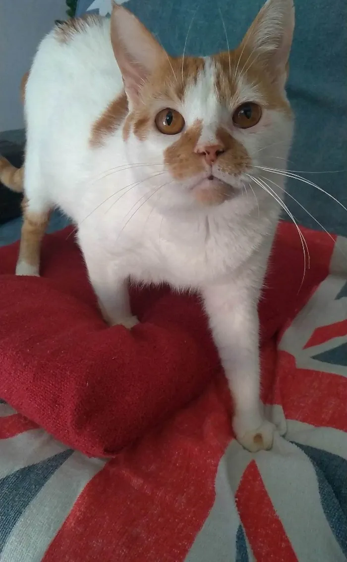 Gato ra a Srd idade 2 anos nome Brady