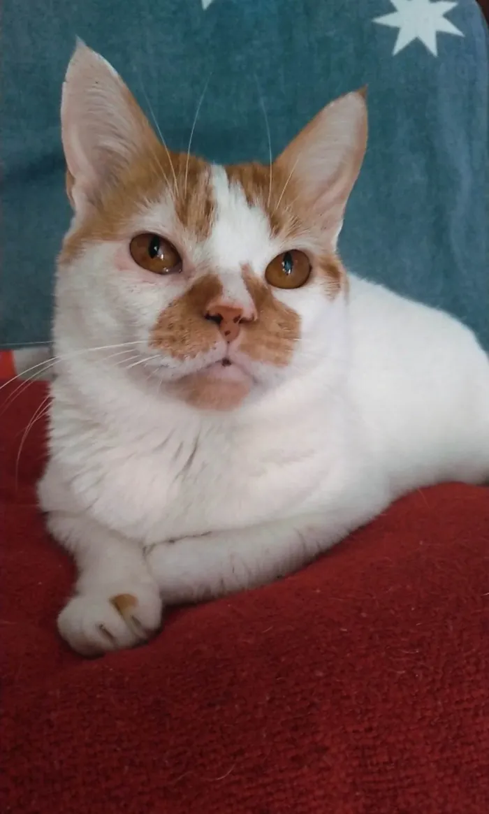Gato ra a Srd idade 2 anos nome Brady