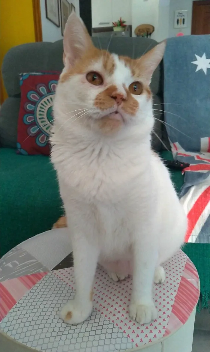 Gato ra a Srd idade 2 anos nome Brady