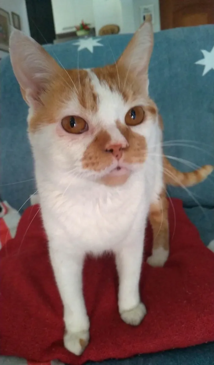 Gato ra a Srd idade 2 anos nome Brady
