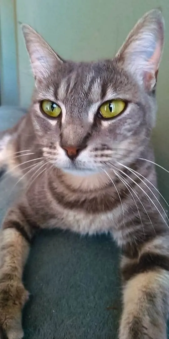 Gato ra a Srd idade 2 anos nome Adelly