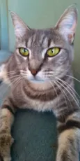 Adelly