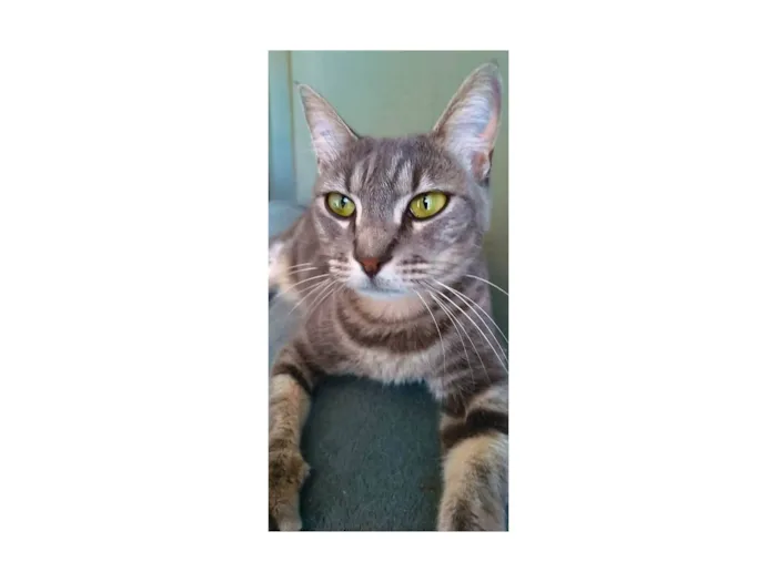 Gato ra a Srd idade 2 anos nome Adelly