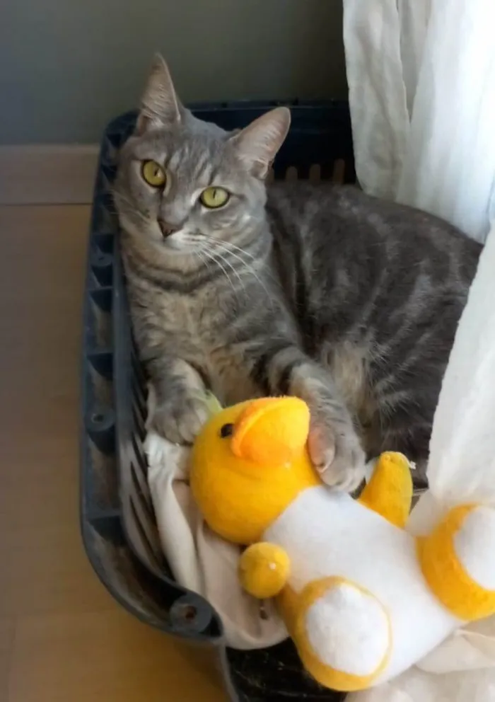Gato ra a Srd idade 2 anos nome Adelly