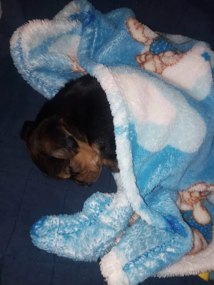Cachorro ra a Vira lata com shitsu idade 2 a 6 meses nome Theise