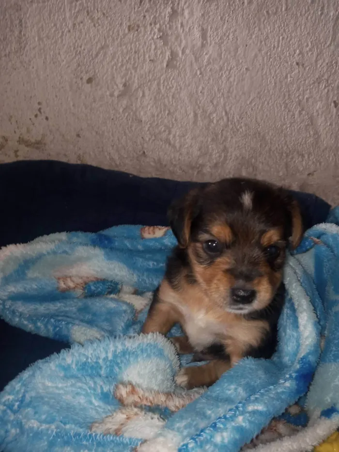 Cachorro ra a Vira lata com shitsu idade 2 a 6 meses nome Theise