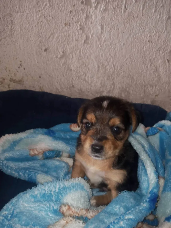 Cachorro ra a Vira lata com shitsu idade 2 a 6 meses nome Theise