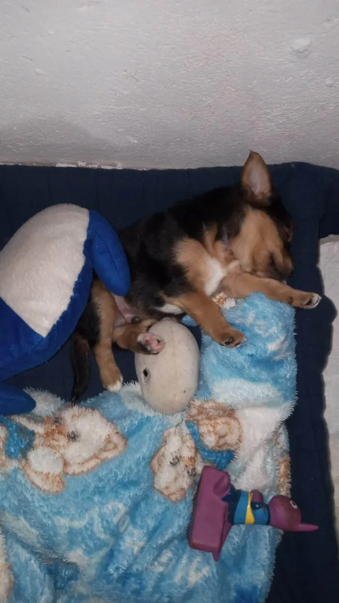 Cachorro ra a Vira lata com shitsu idade 2 a 6 meses nome Theise