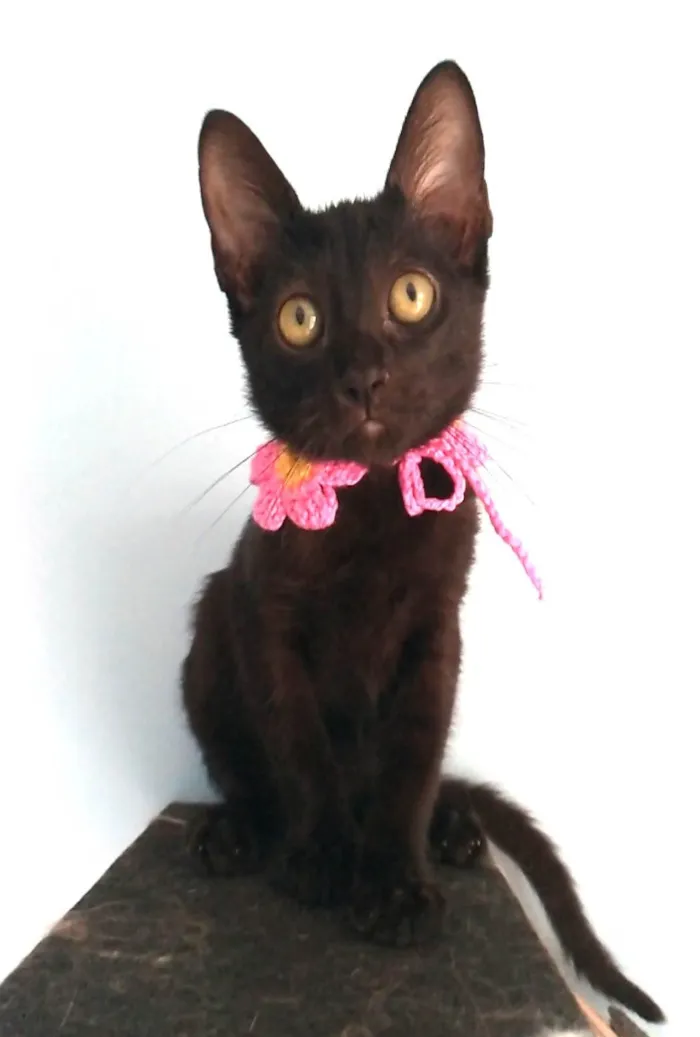 Gato ra a SRD-ViraLata idade 2 a 6 meses nome Minie