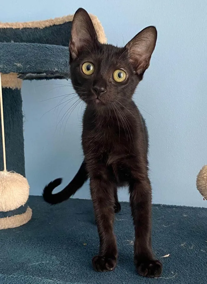 Gato ra a SRD-ViraLata idade 2 a 6 meses nome Minie