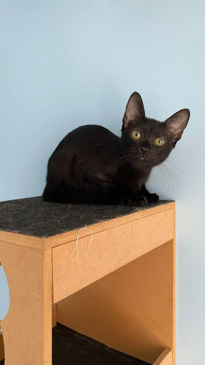 Gato ra a SRD-ViraLata idade 2 a 6 meses nome Minie