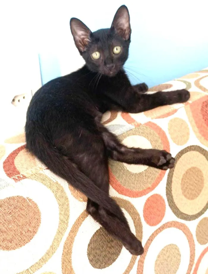 Gato ra a SRD-ViraLata idade 2 a 6 meses nome Minie