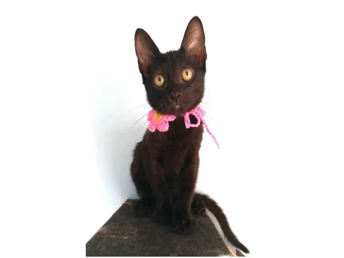 Gato ra a SRD-ViraLata idade 2 a 6 meses nome Minie