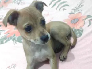 Cachorro raça SRD-ViraLata idade 7 a 11 meses nome Sem nome 