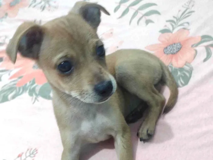 Cachorro ra a SRD-ViraLata idade 7 a 11 meses nome Sem nome 