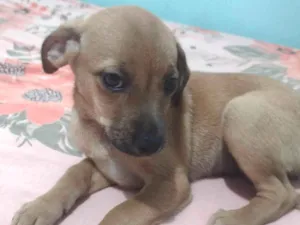 Cachorro raça SRD-ViraLata idade 7 a 11 meses nome Sem nome 