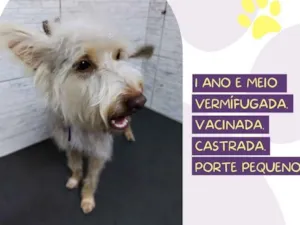 Cachorro raça SRD-ViraLata idade 1 ano nome Lara