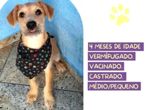 Cachorro raça SRD-ViraLata idade 2 a 6 meses nome Greg