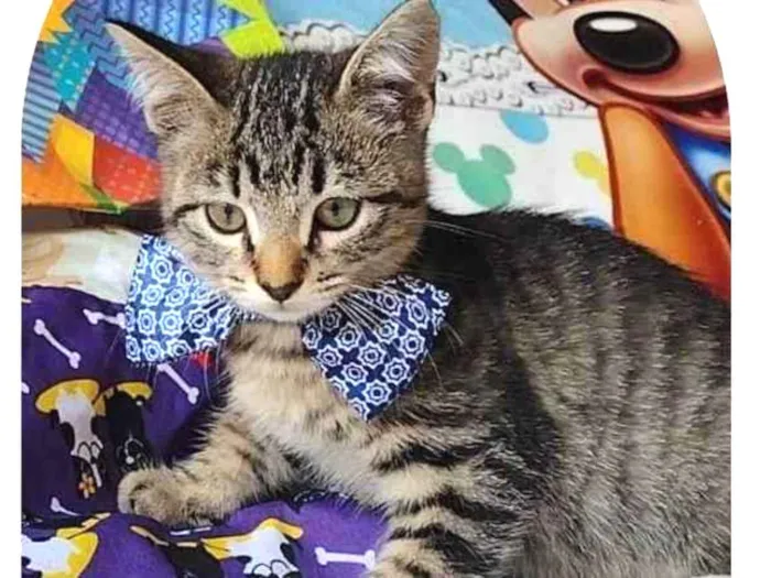 Gato raça SRD-ViraLata idade 2 a 6 meses nome Snugs