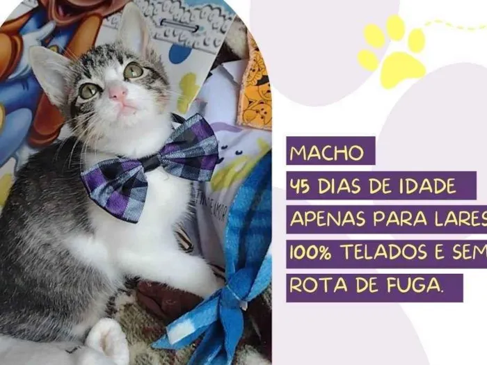 Gato raça SRD-ViraLata idade 2 a 6 meses nome Lampo