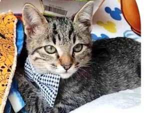 Gato raça SRD-ViraLata idade 2 a 6 meses nome Aligat