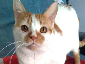 Gato raça Srd idade 2 anos nome Brady