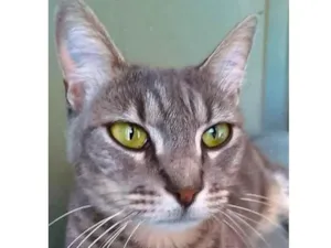 Gato raça Srd idade 2 anos nome Adelly