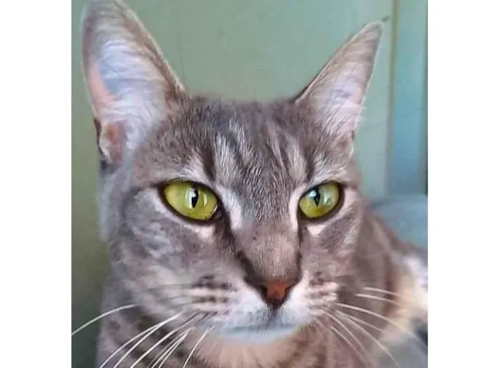 Gato ra a Srd idade 2 anos nome Adelly