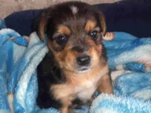 Cachorro raça Vira lata com shitsu idade 2 a 6 meses nome Theise