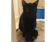 TOM