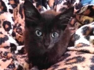 Gato raça Srd idade Abaixo de 2 meses nome Otelo
