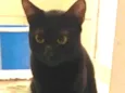 TOM