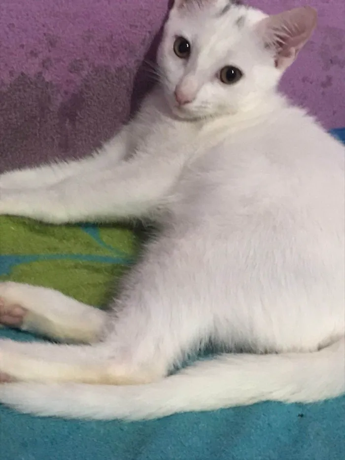 Gato ra a  idade 2 a 6 meses nome Não sei 