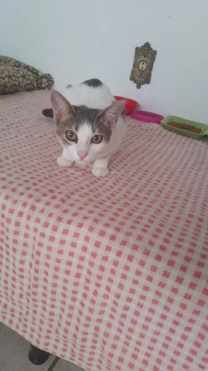 Gato ra a  idade 2 a 6 meses nome Não sei 