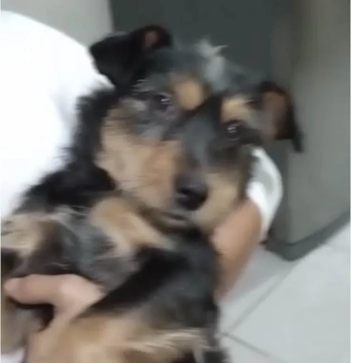 Cachorro ra a  idade 1 ano nome Bidu