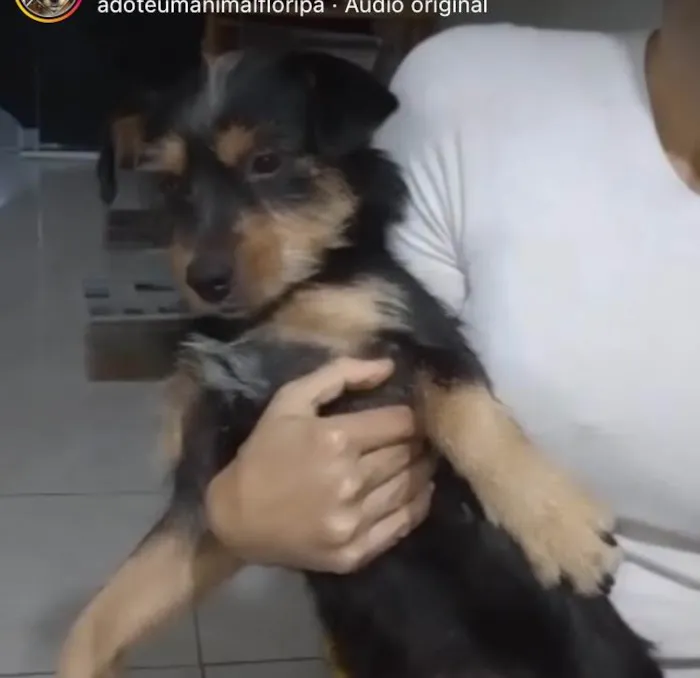 Cachorro ra a  idade 1 ano nome Bidu