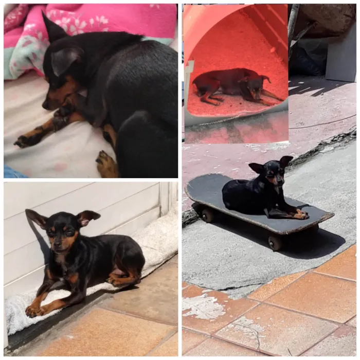 Cachorro ra a Pinscher idade 6 ou mais anos nome Neguinha 