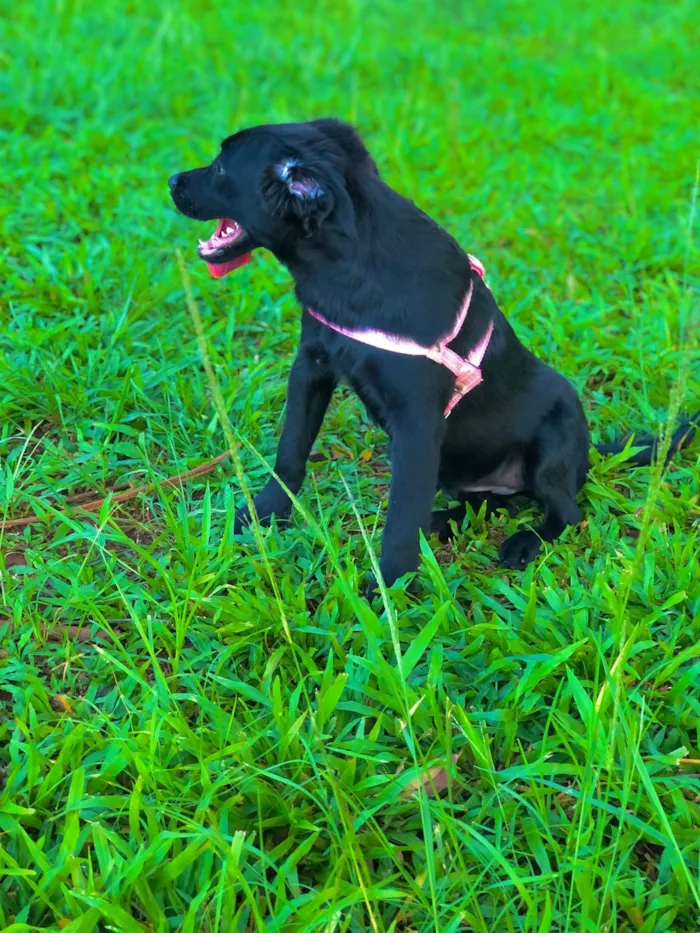 Cachorro ra a Labrador idade 7 a 11 meses nome Lua