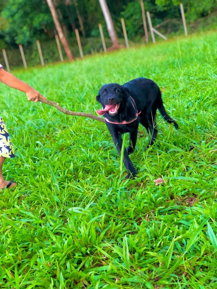 Cachorro ra a Labrador idade 7 a 11 meses nome Lua