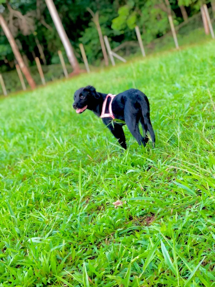 Cachorro ra a Labrador idade 7 a 11 meses nome Lua