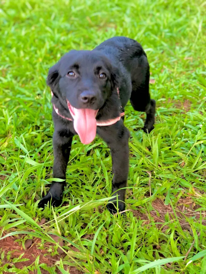 Cachorro ra a Labrador idade 7 a 11 meses nome Lua