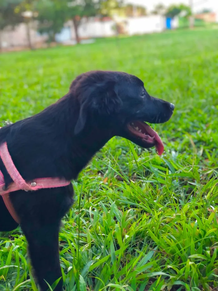 Cachorro ra a Labrador idade 7 a 11 meses nome Lua